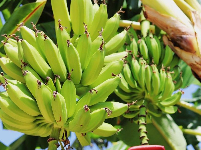 Banana