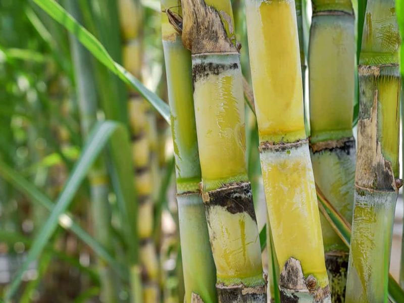 Sugarcane