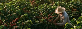 Laos Farming