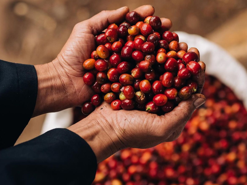Fresh Arabica Coffee Cherry